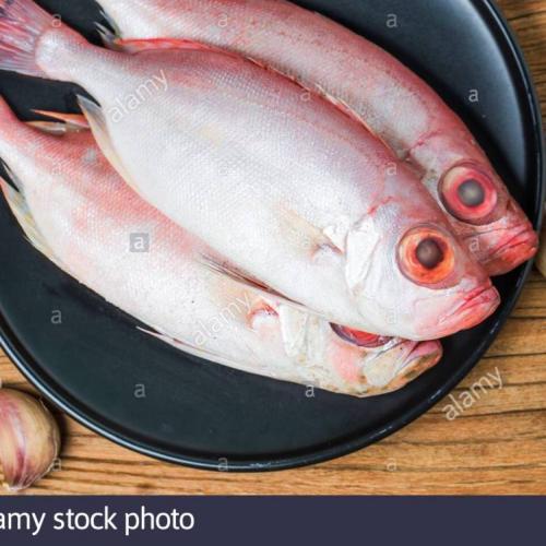 大眼鱼1公斤