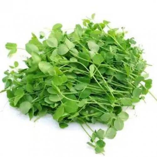 新鲜翡翠豆苗200g