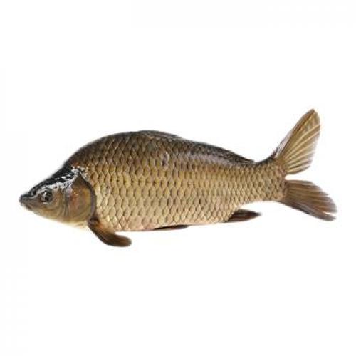 速冻印度鲫鱼600-800g1条