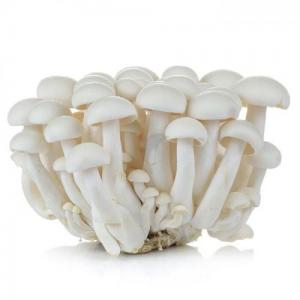 【99p】白玉菇150克